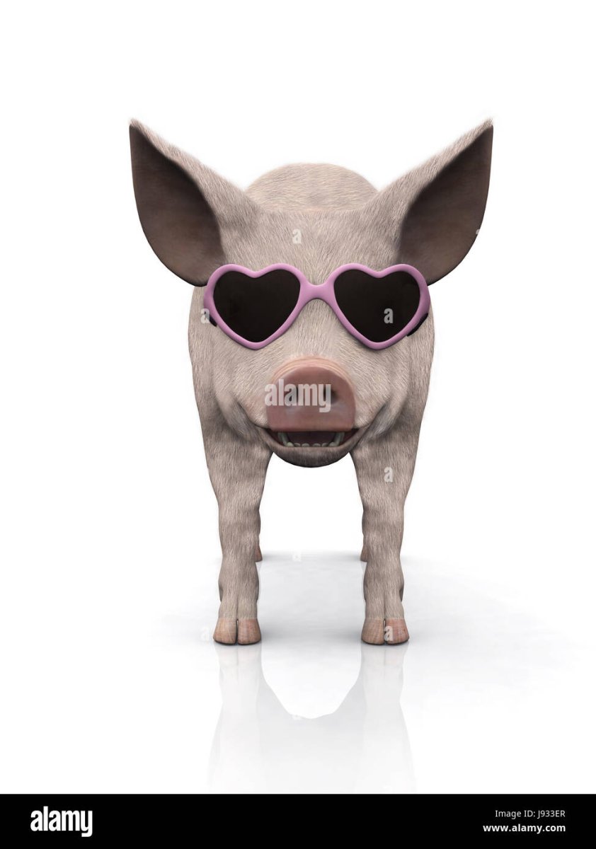 Свинья в темных очках