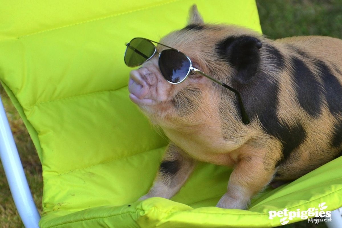 Поросята в солнечных очках