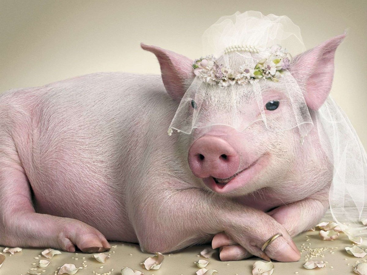 Свинья в свадебном платье