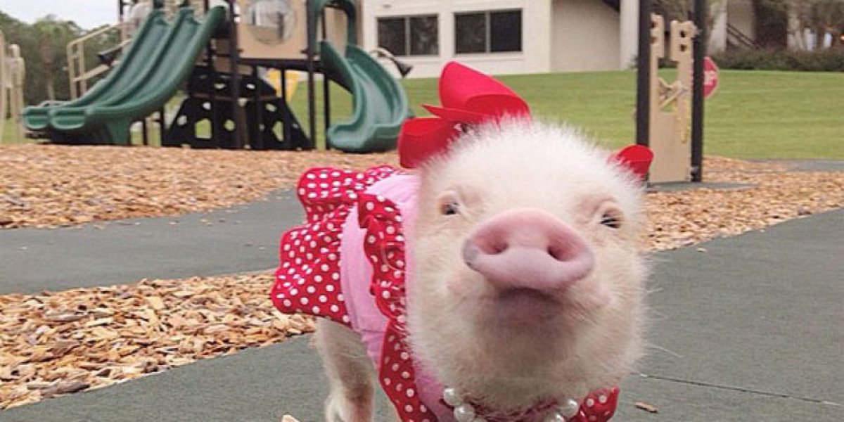 Нарядная свинья