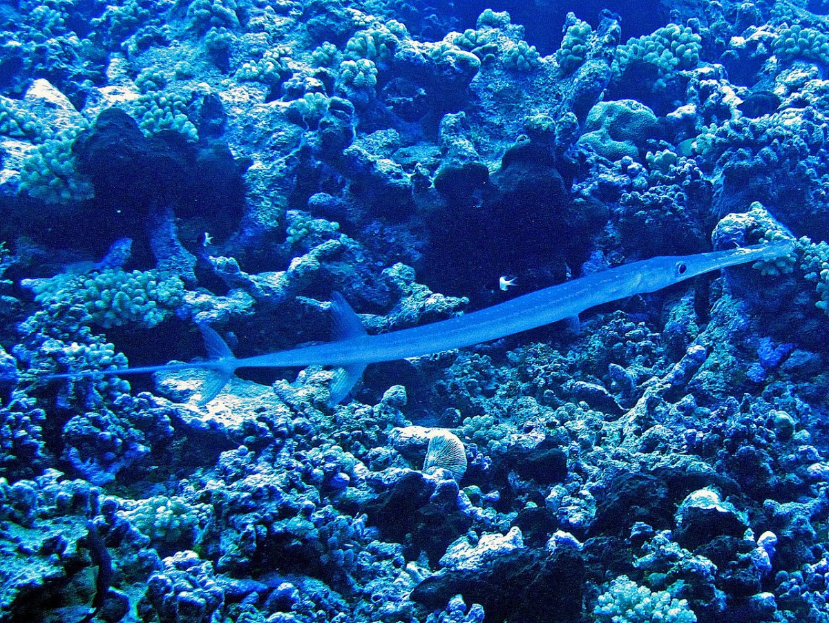 Сарган рыба в черном море