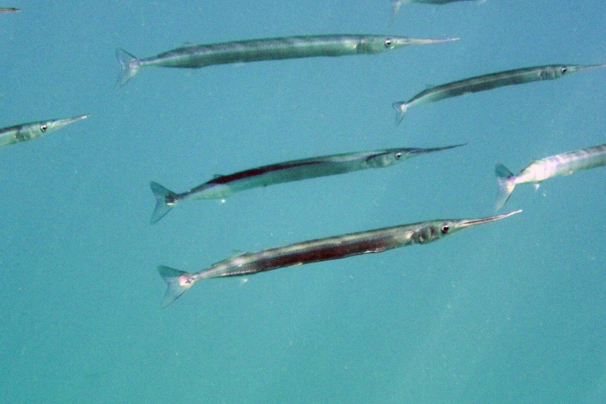 Synapta maculata