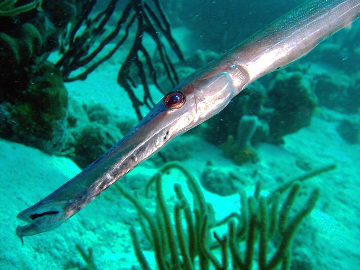 Aulostomus chinensis