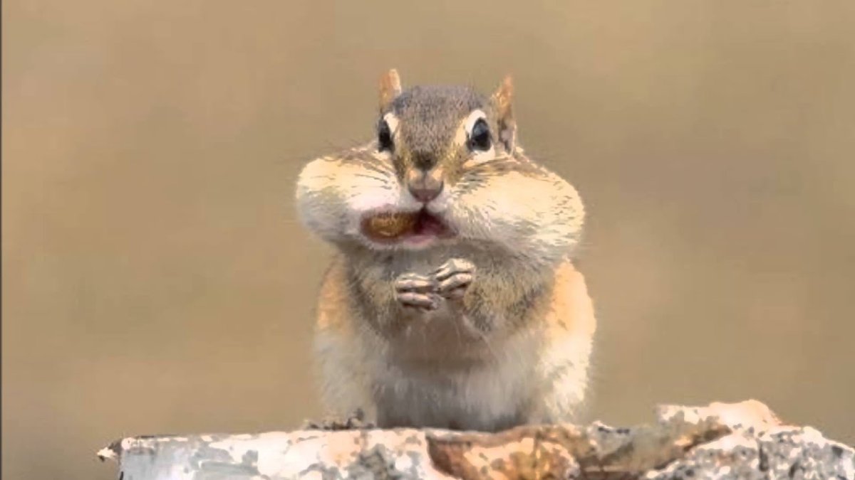 Белка с набитым ртом