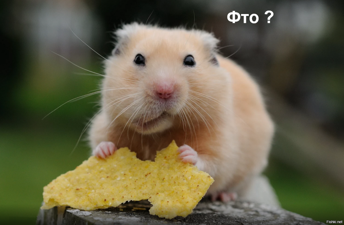 Хомяк с щеками