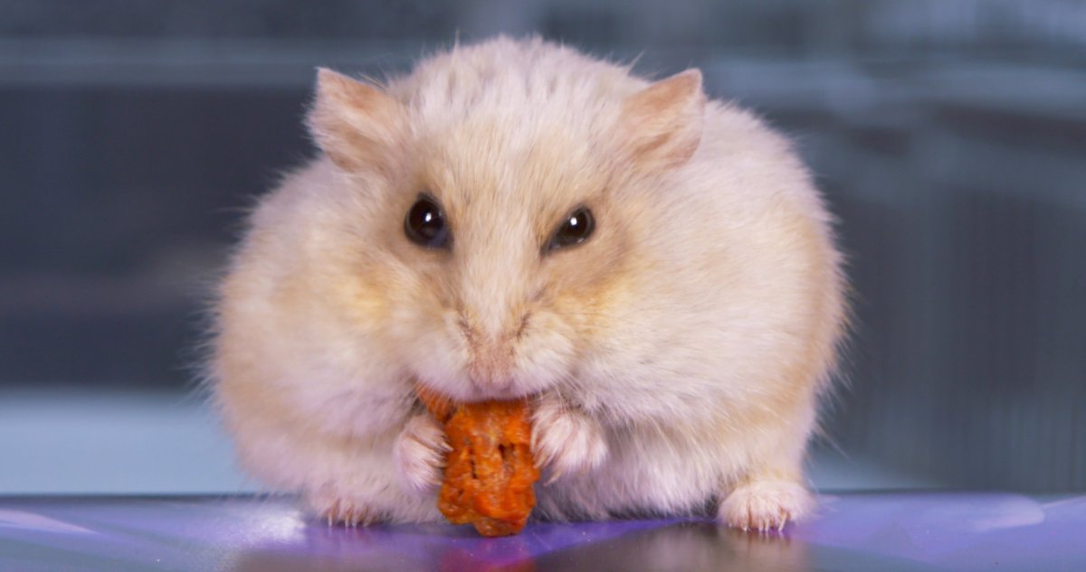 Сенегальский хомяк