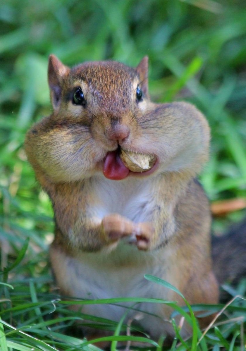 Хомяк сирийский