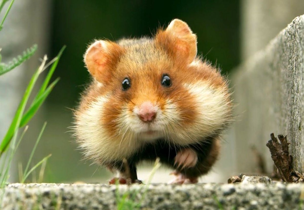 Толстощекий хомяк