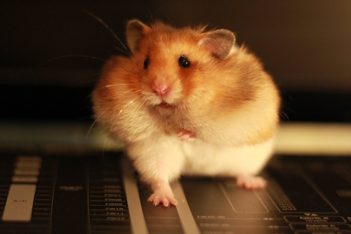 Хомяк с щеками