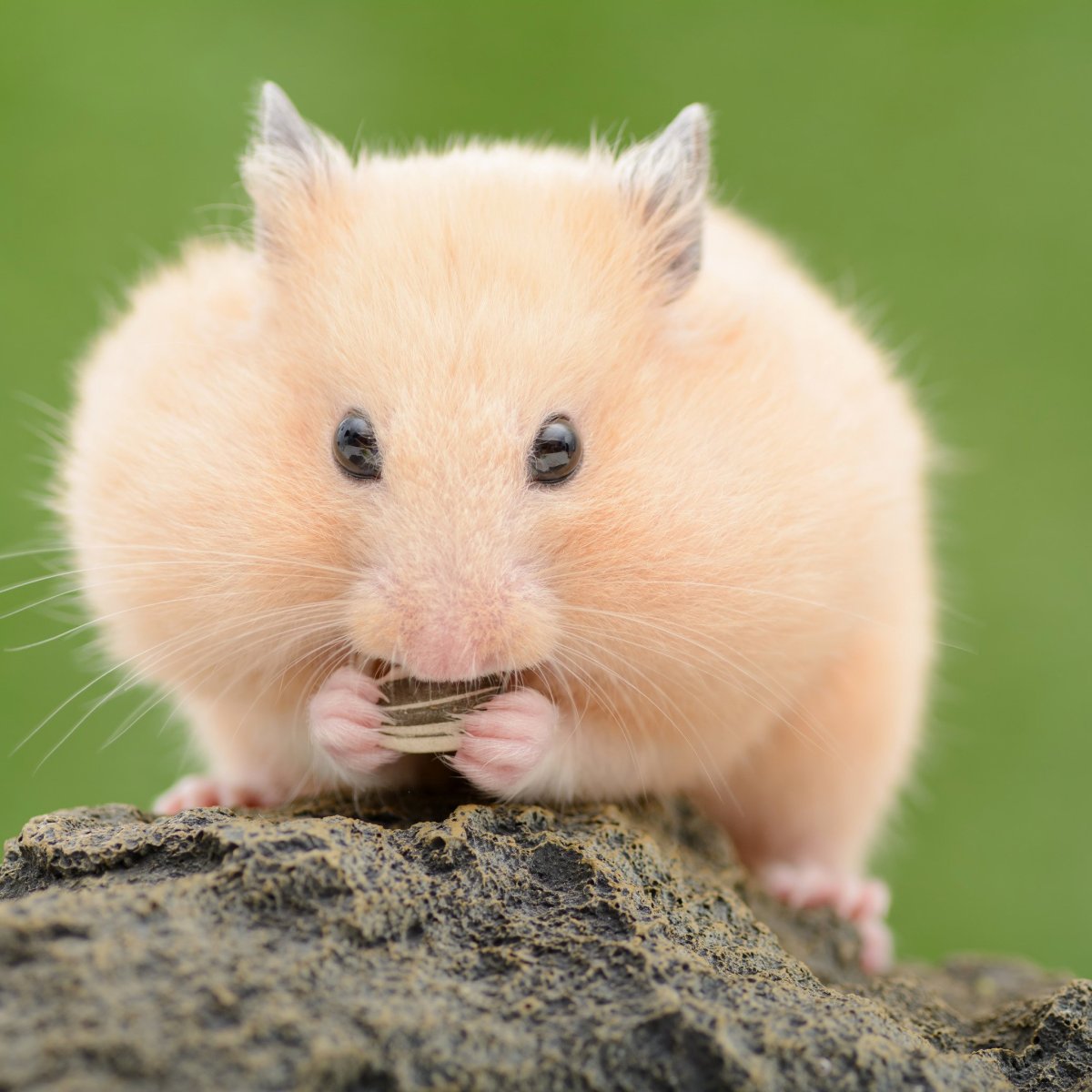 Красивый хомяк