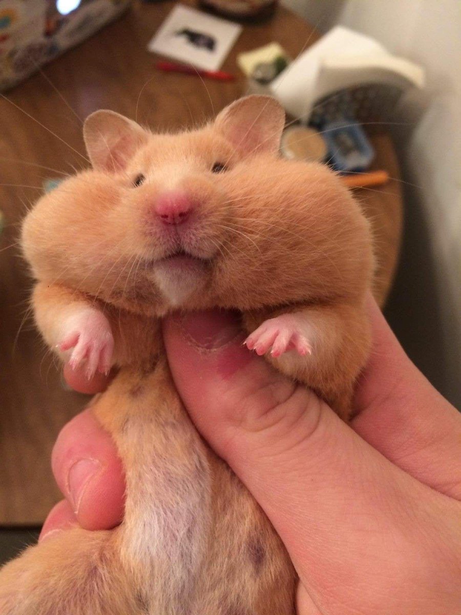 Хомяк с щеками