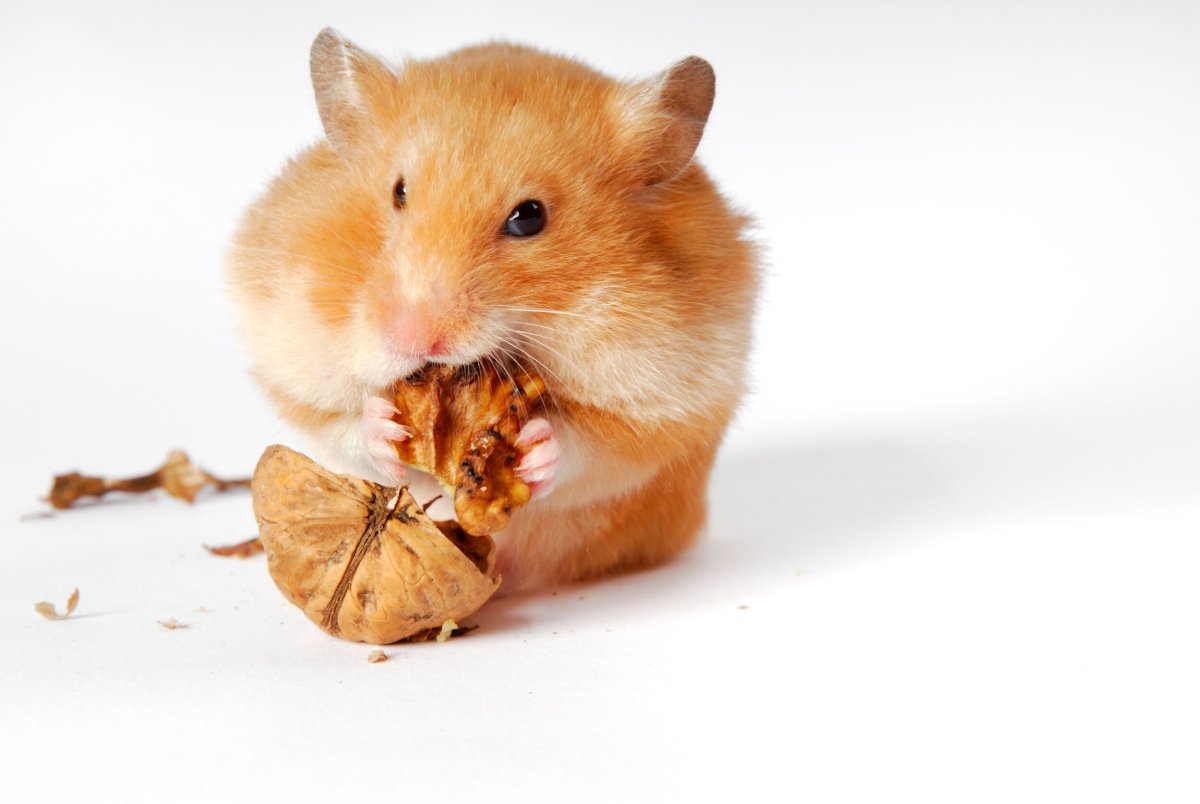 Хомяк Обжора