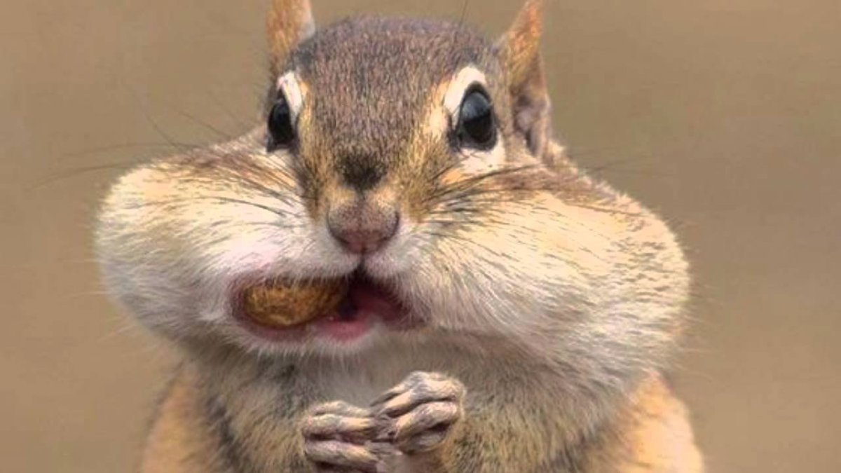 Хомяк щекастый