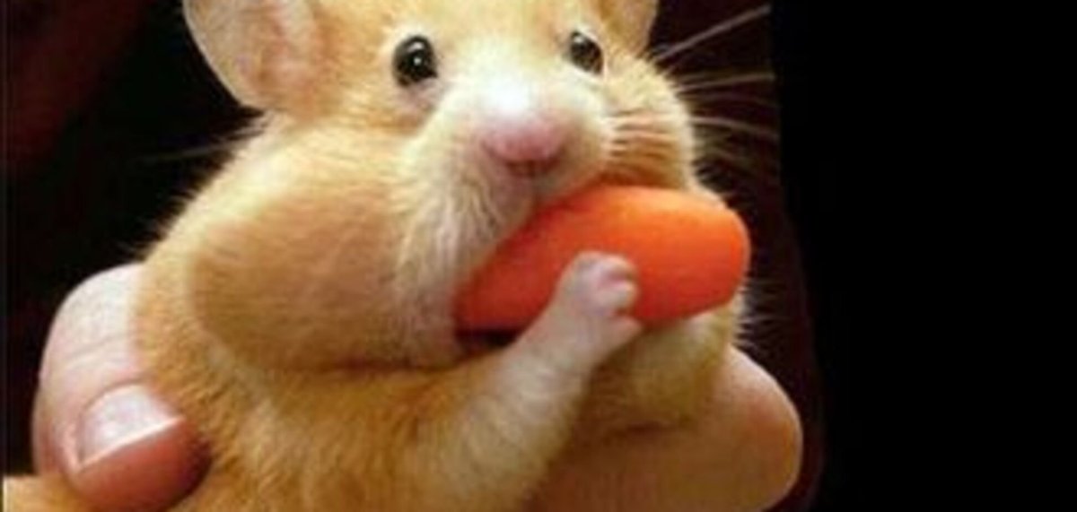 Смешные хомяки