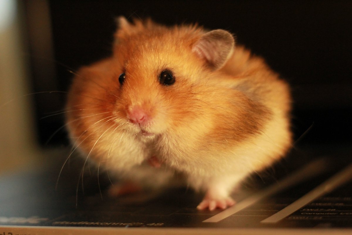 Хомяк с огурцом