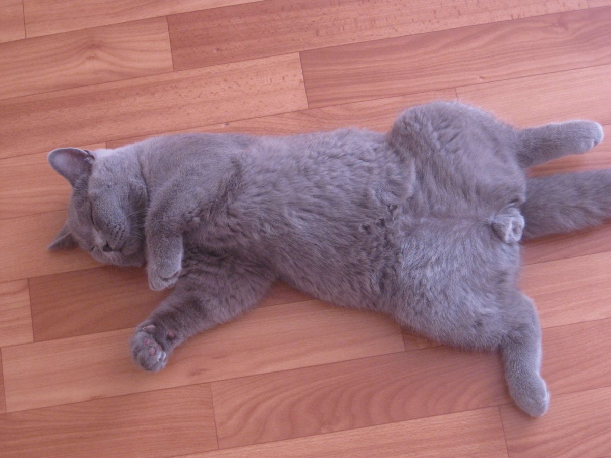 Поведение кота по хвосту