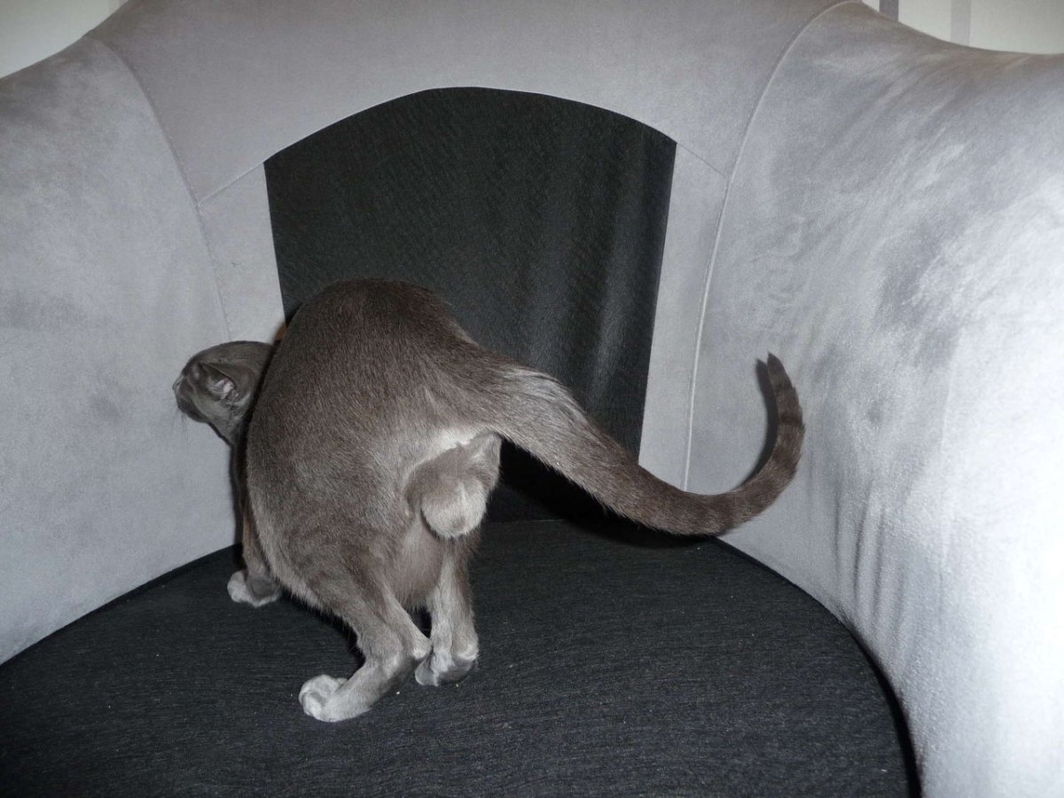 Выпадение прямой кишки у котенка