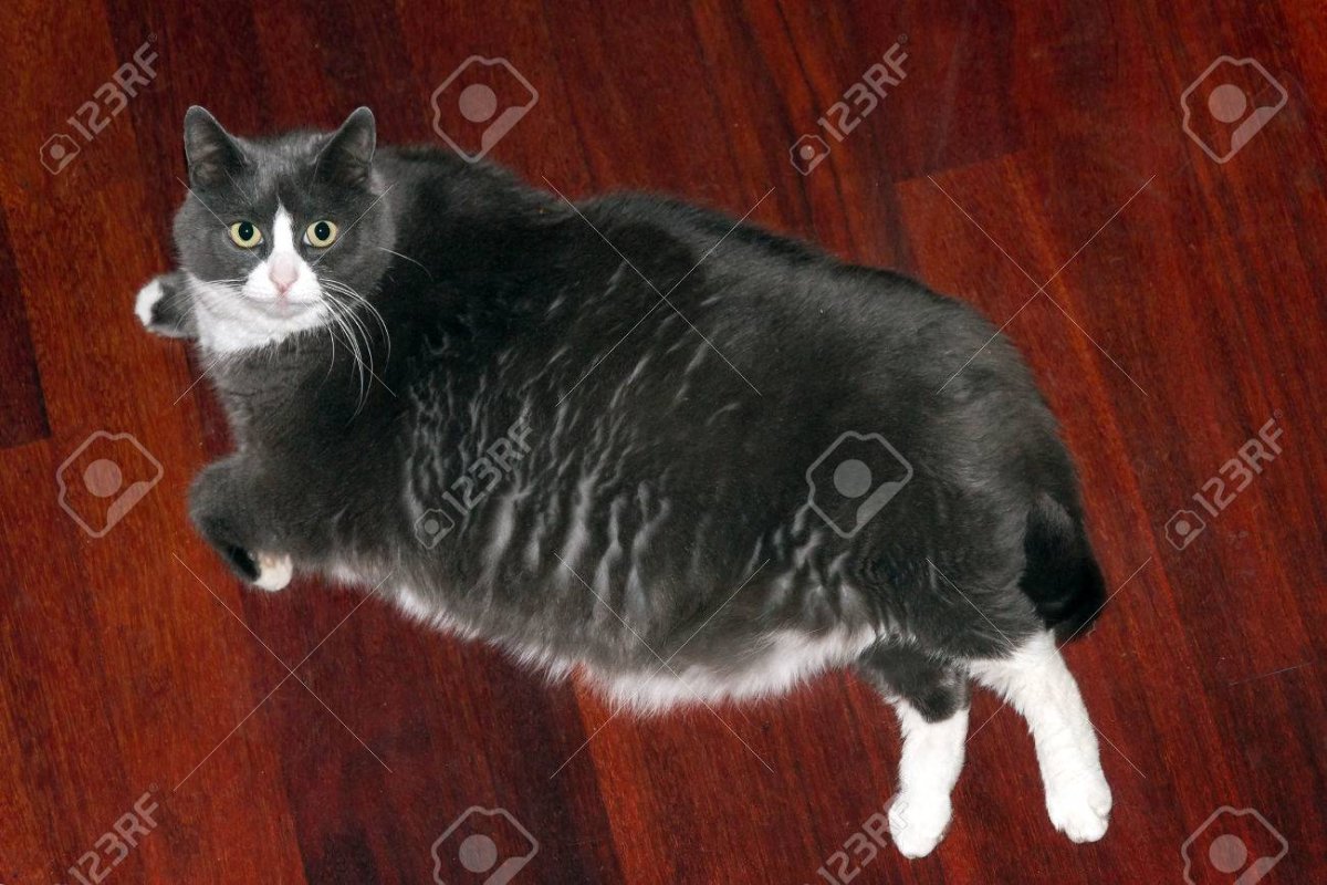 Стоящая кошка