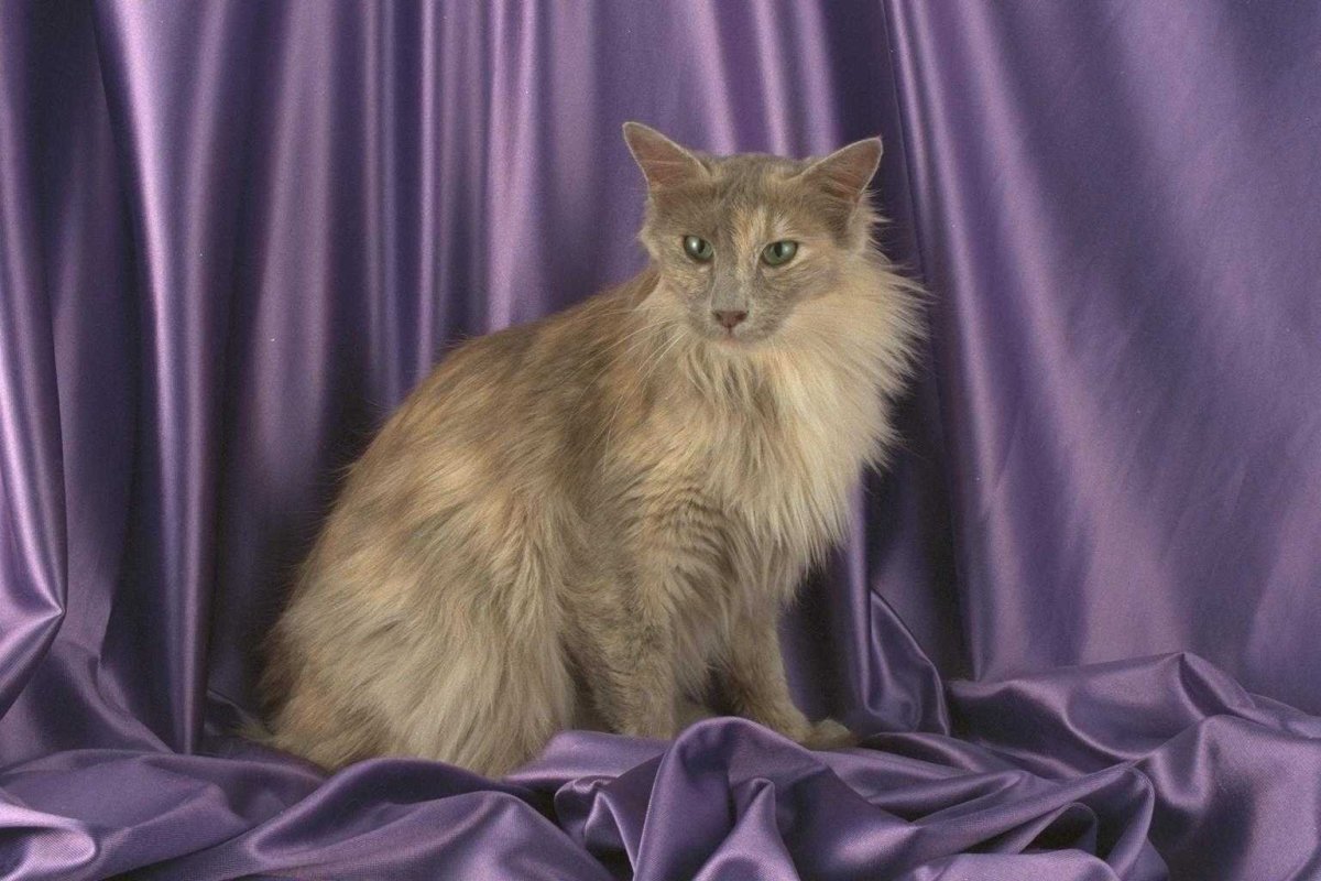 Сиамская Ориентальная кошка