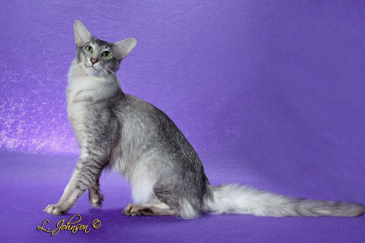 Длинношерстный Ориентал