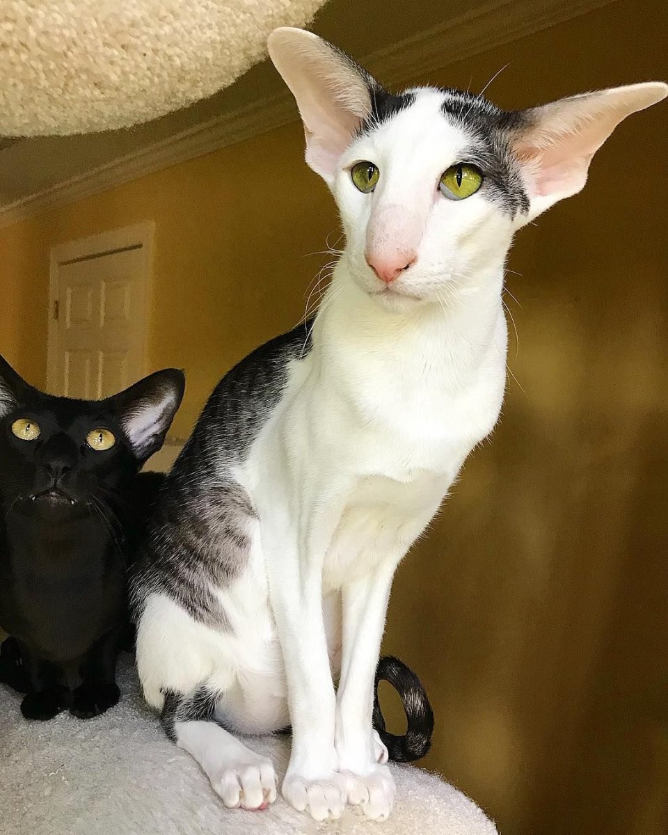 Ориентальная Гавана Браун