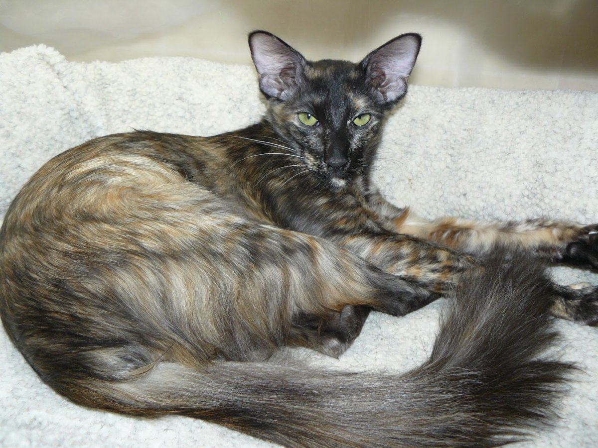 Ориентальная длинношерстная (Яванез)