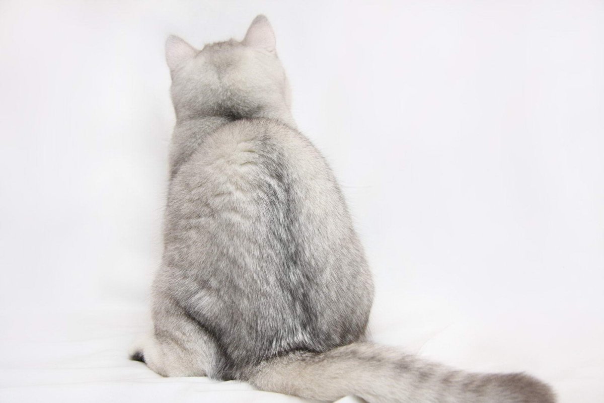 Американский рингтейл