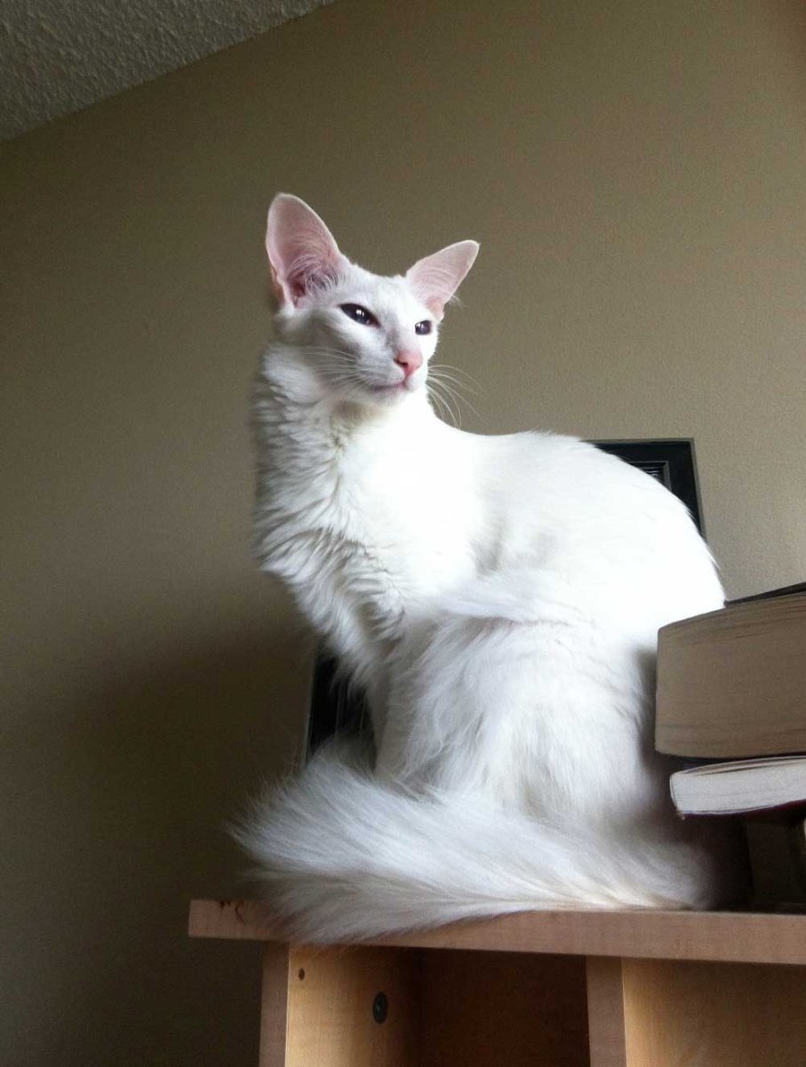 Балинезийская кошка