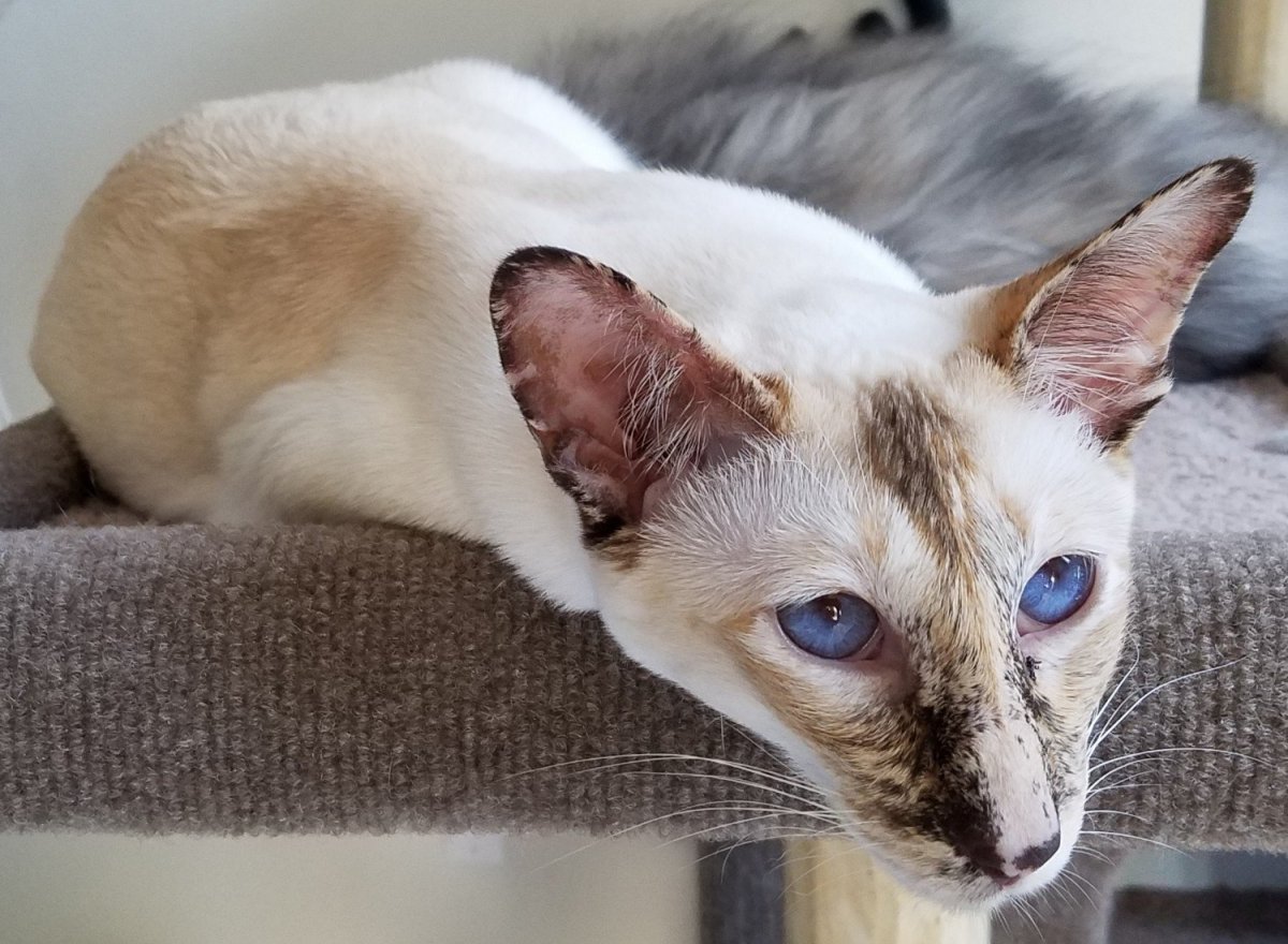 Длинношерстный ориентальный кот