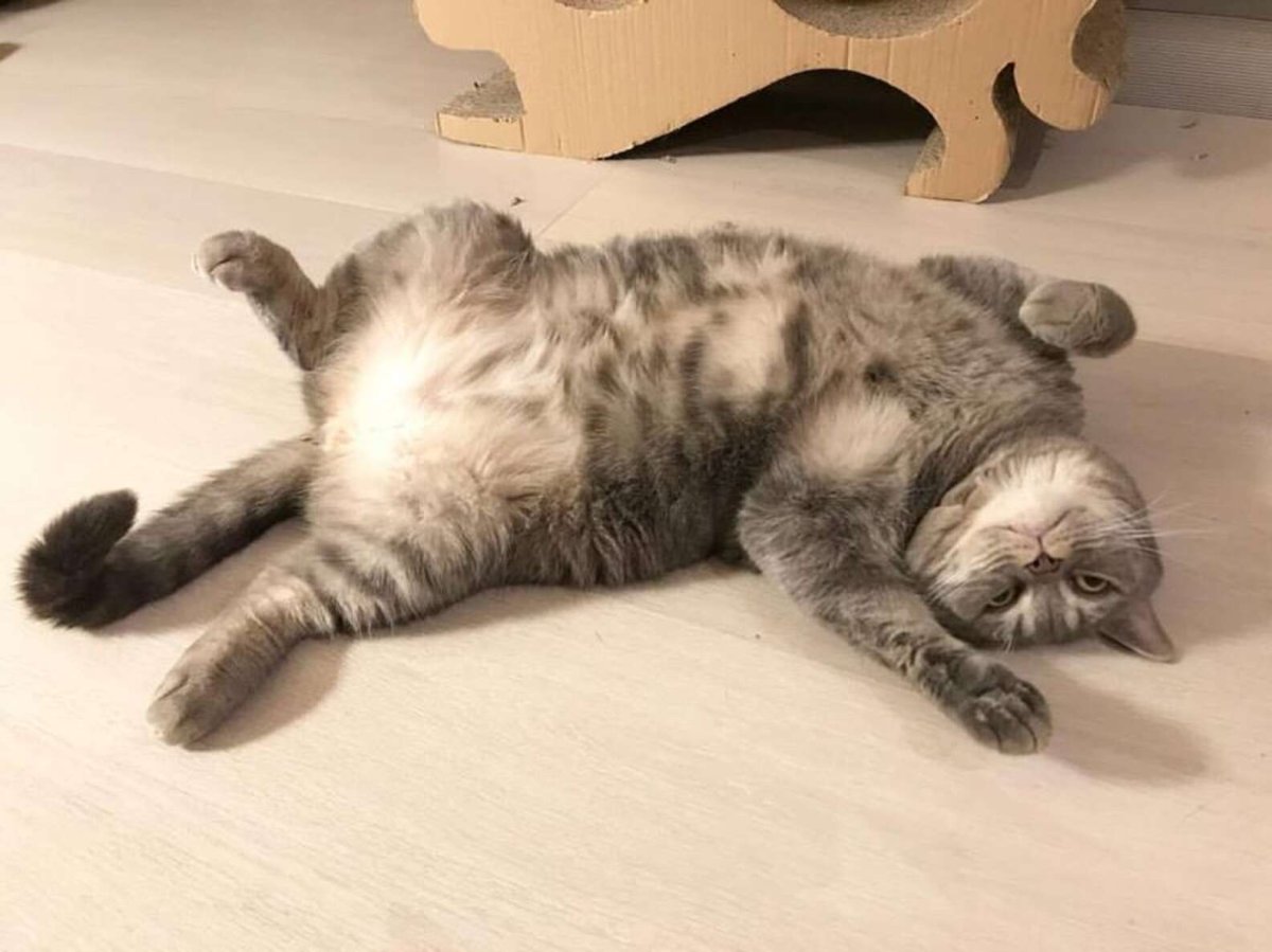 Живот у абиссинцев