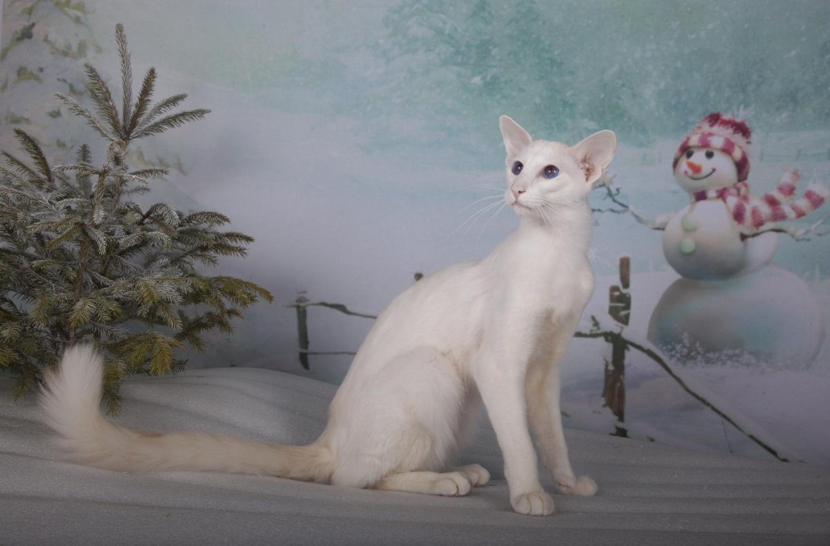 Ориентальная кошка эбони профиль