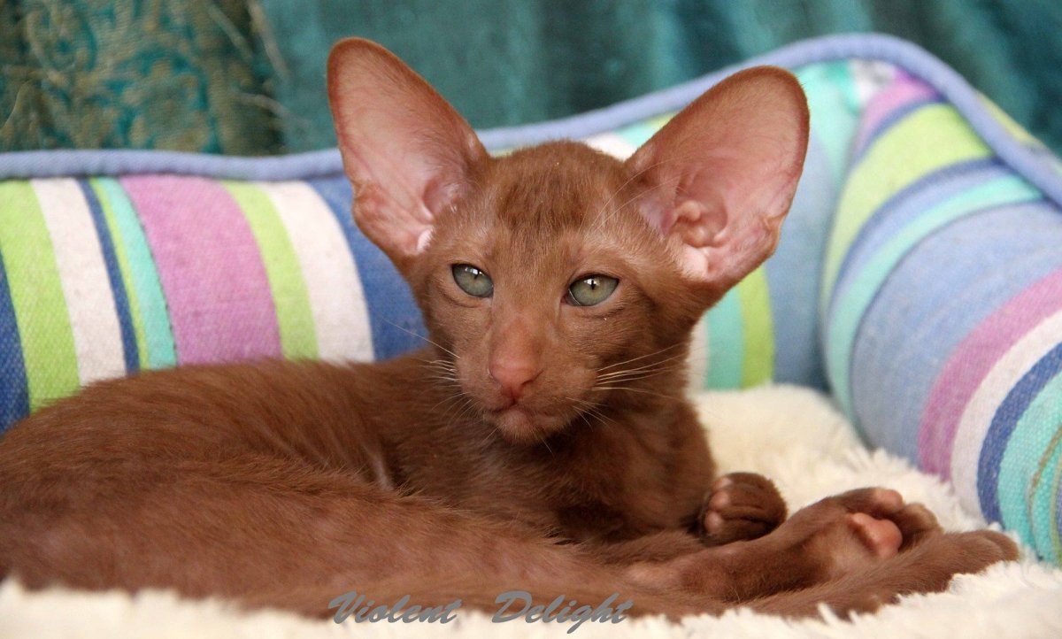 Ориентальная кошка Сиамская черепаховая