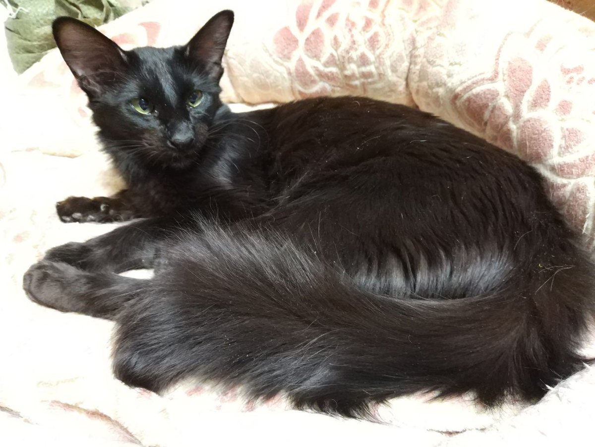 Ориентальные Яванез