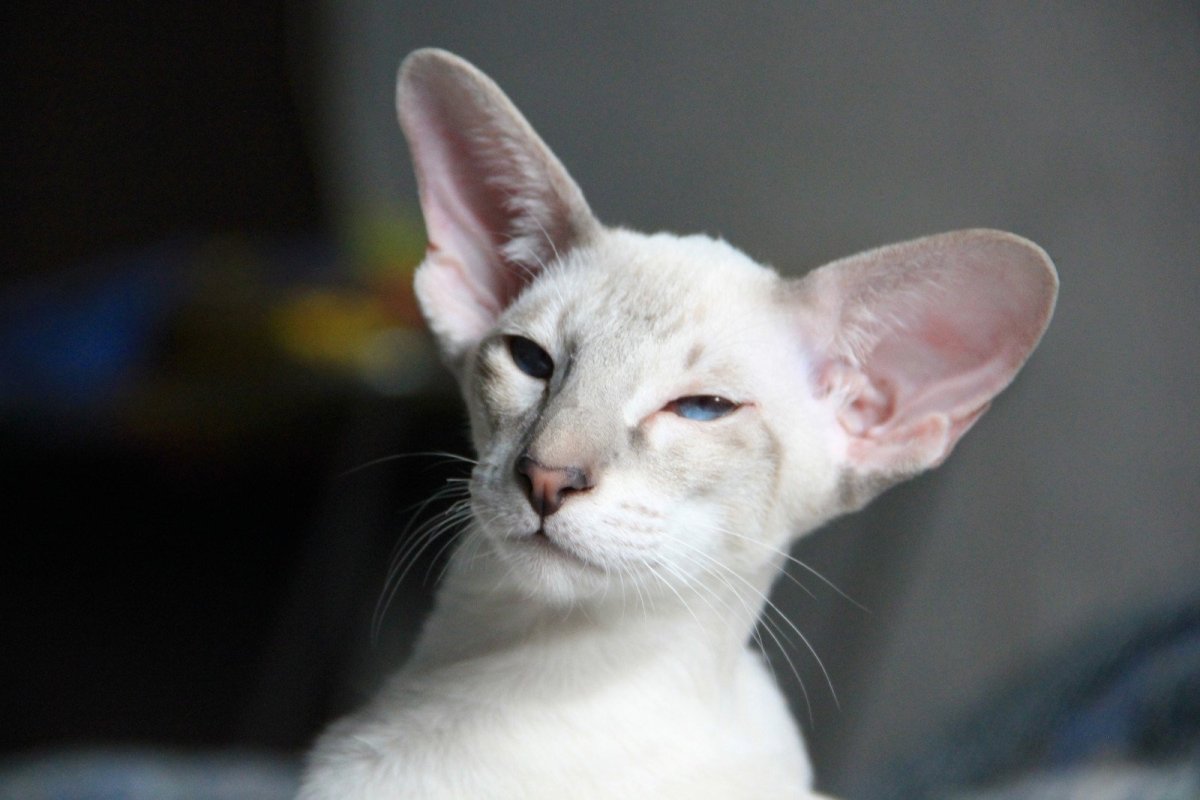 Длинношерстный Ориентал рыжий