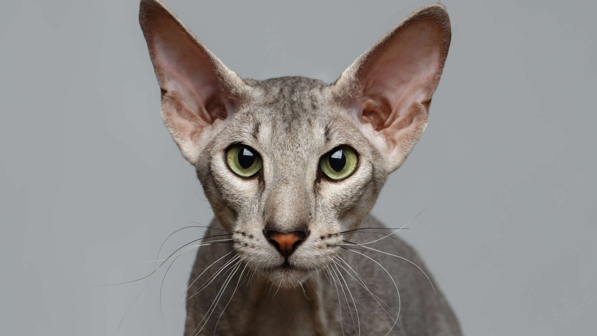 Ориентальная кошка в полный рост