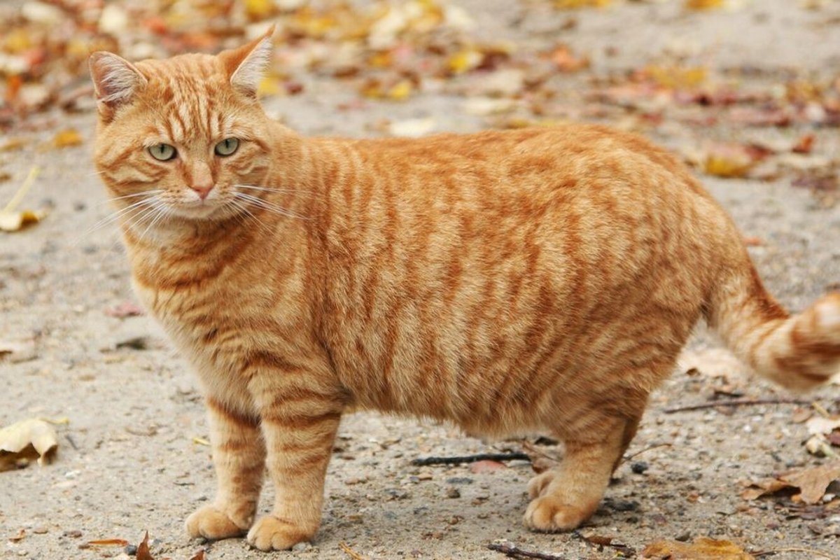 Мочекаменная болезнь мкб у кота