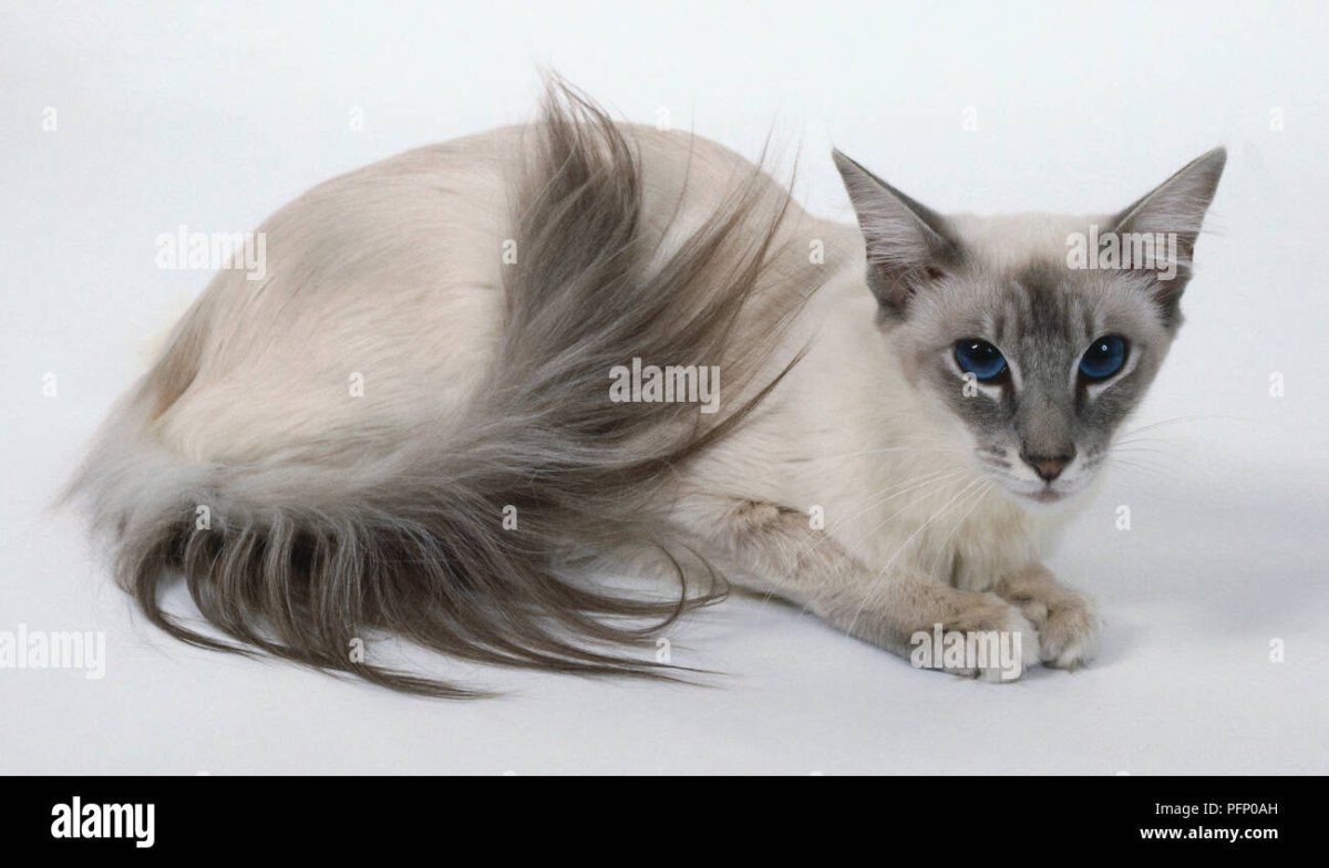 Ориентальная порода кошек