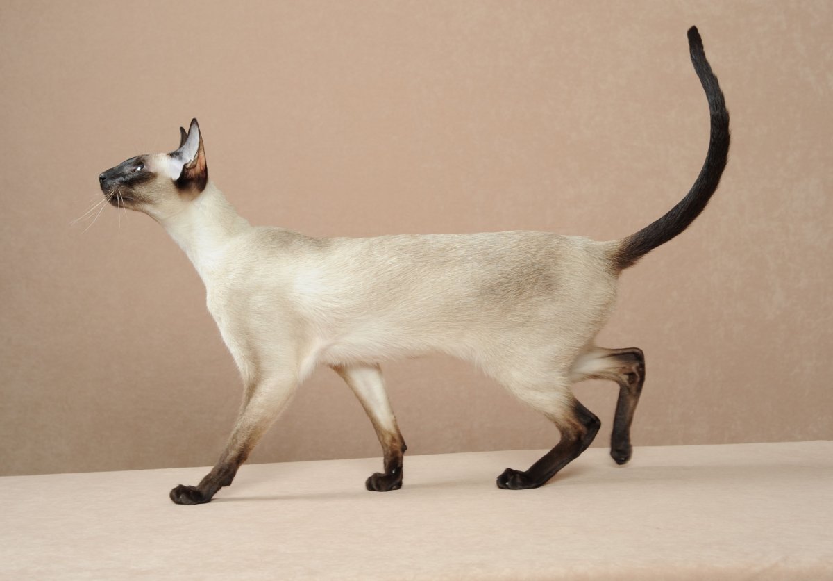 Балинезийская (Балинез, балийская)