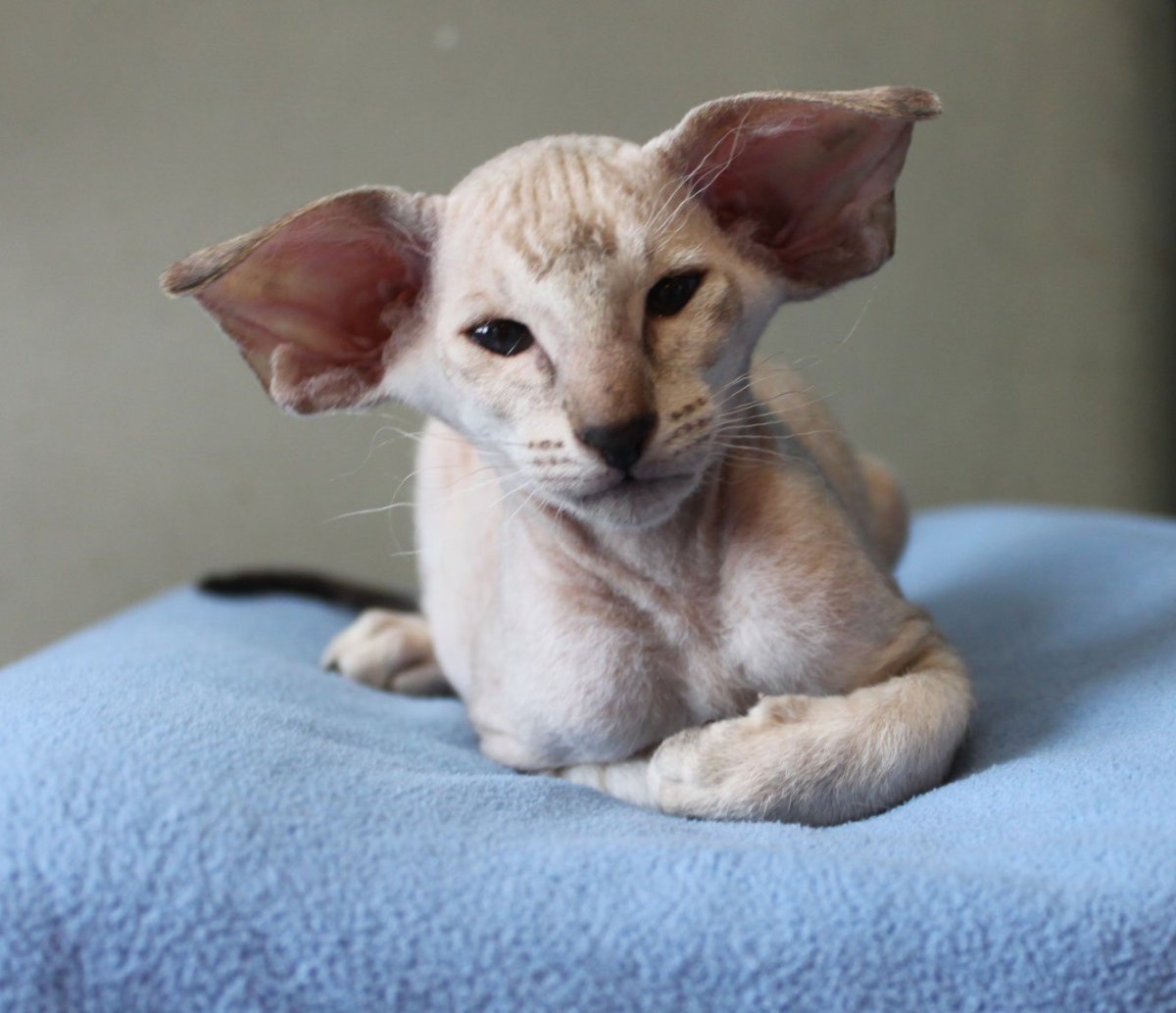 Ориентальная кошка Гавана