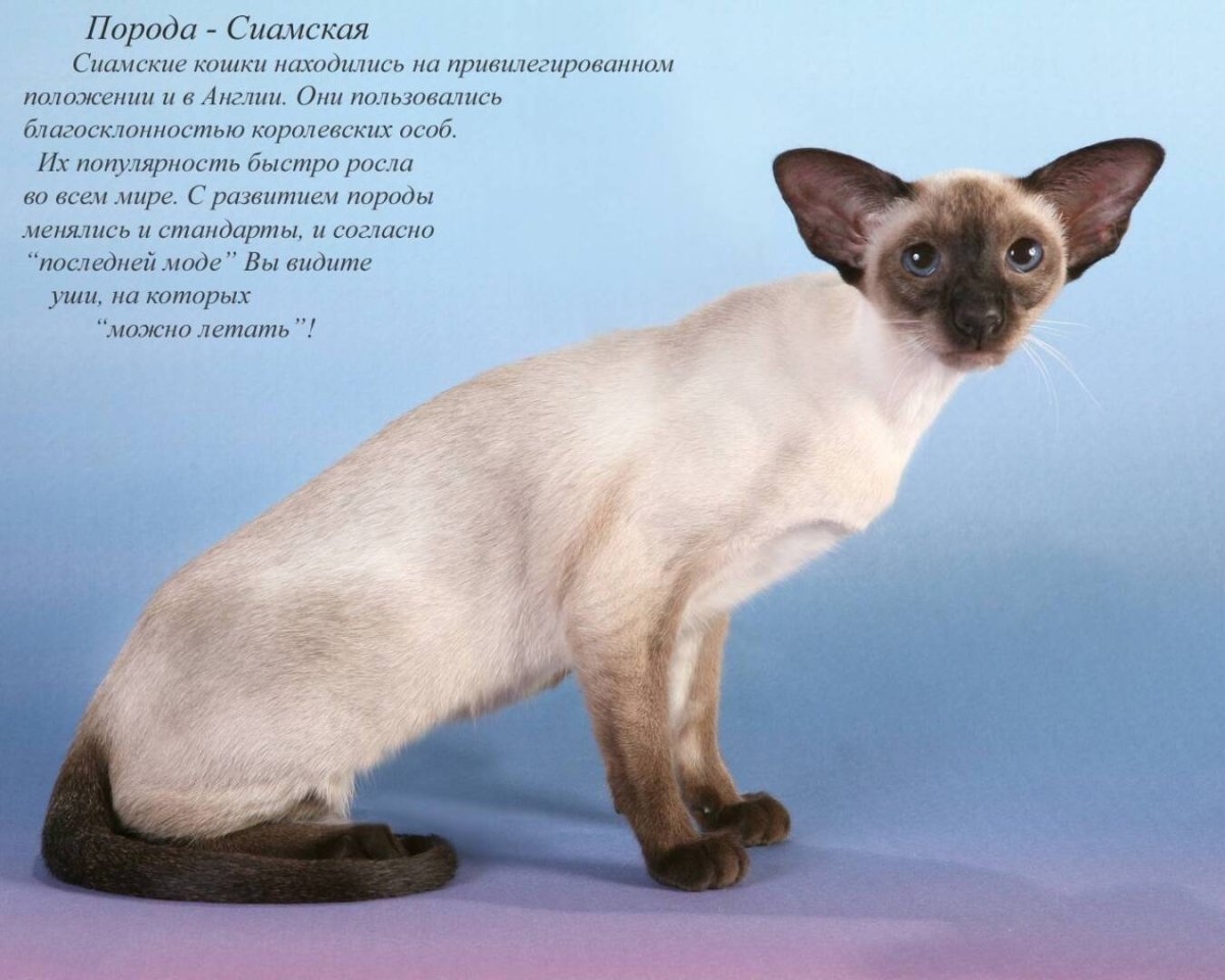 Ориентальная длинношерстная кошка