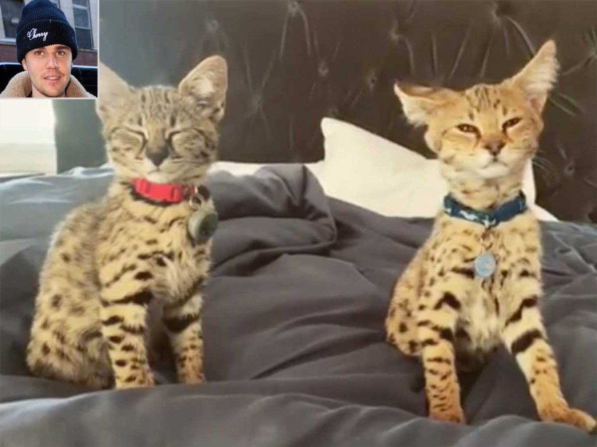 Кошка Джастина Бибера