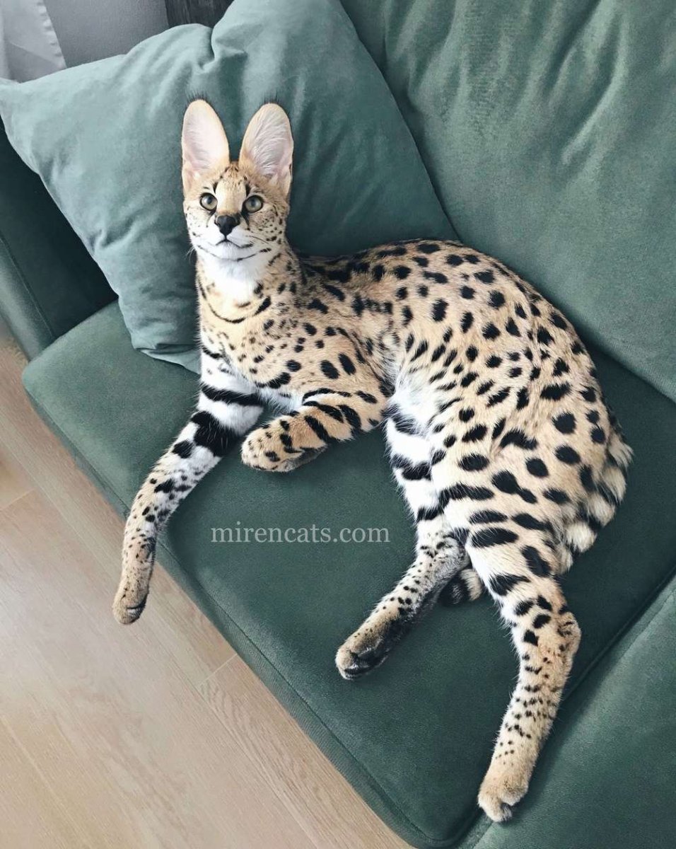 Котята породы сервал