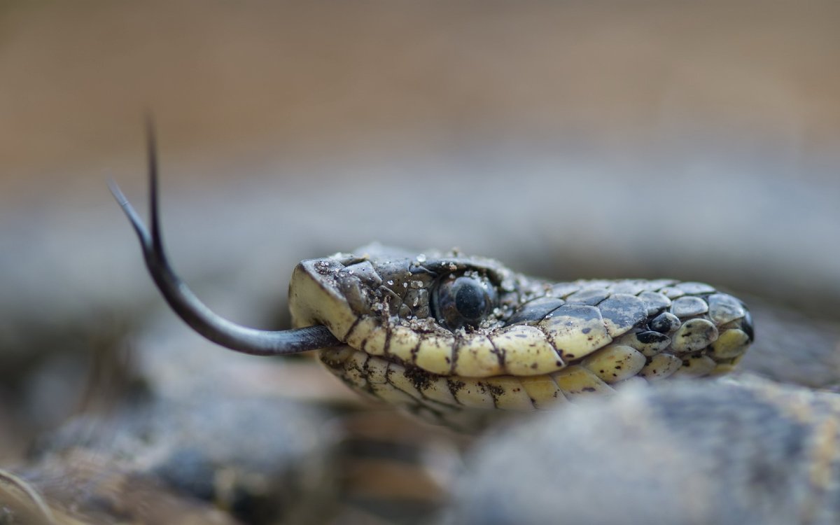 Змея с высунутым языком