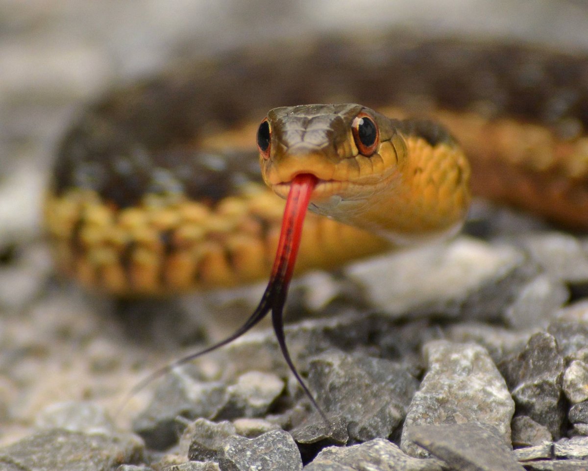 Сцинк синеязыкий гигантский