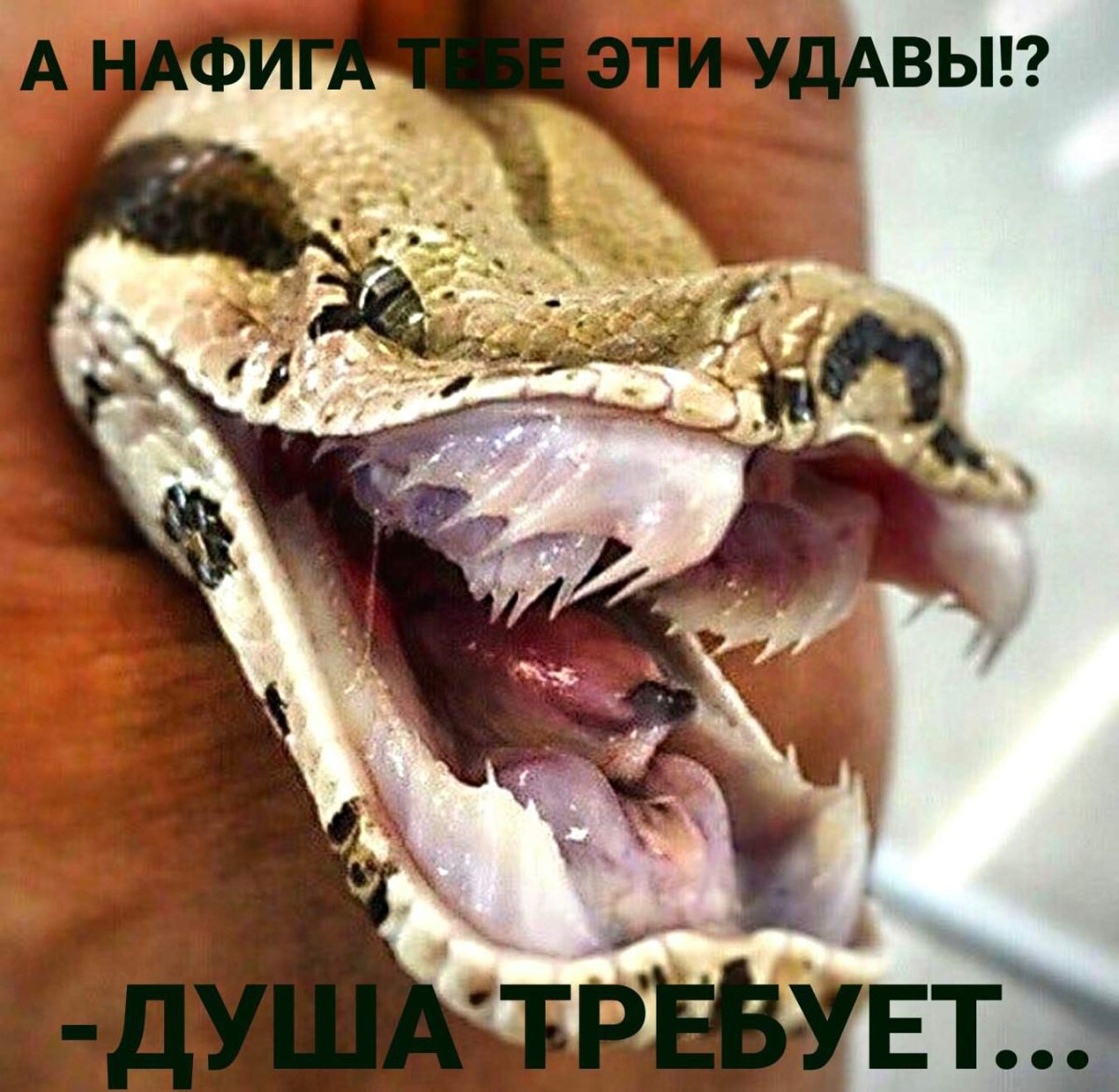 Королевский питон пасть