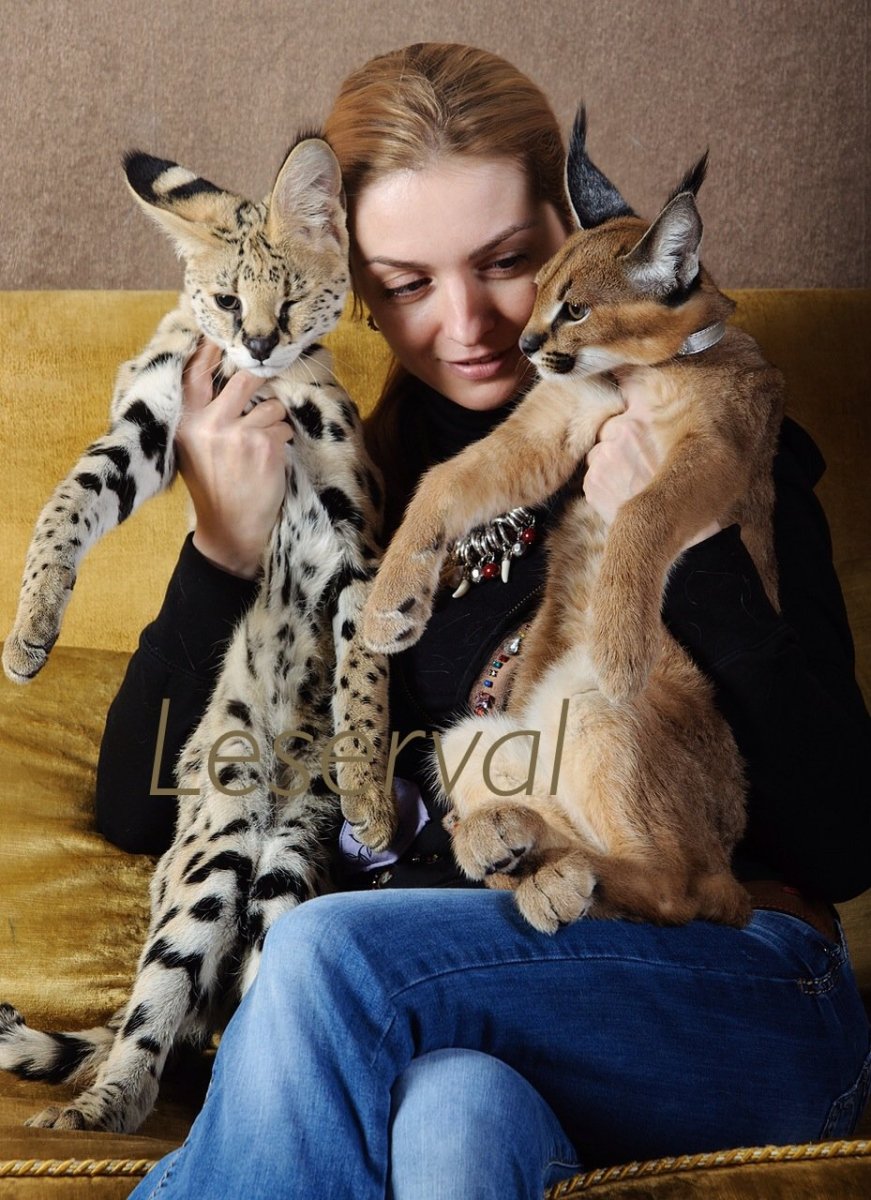 Кошка Рысь сервал