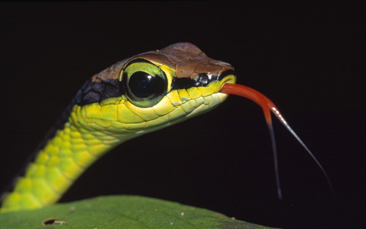 Раздвоенный язык кобры