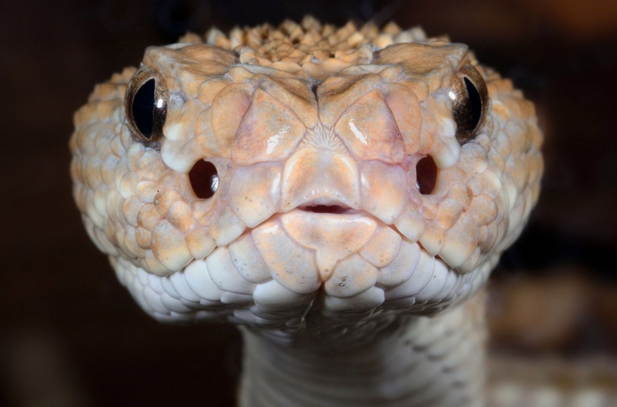 Змея голова