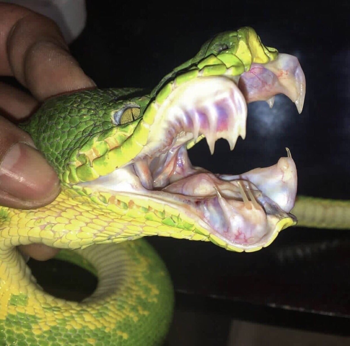 Королевская Кобра Нагайна