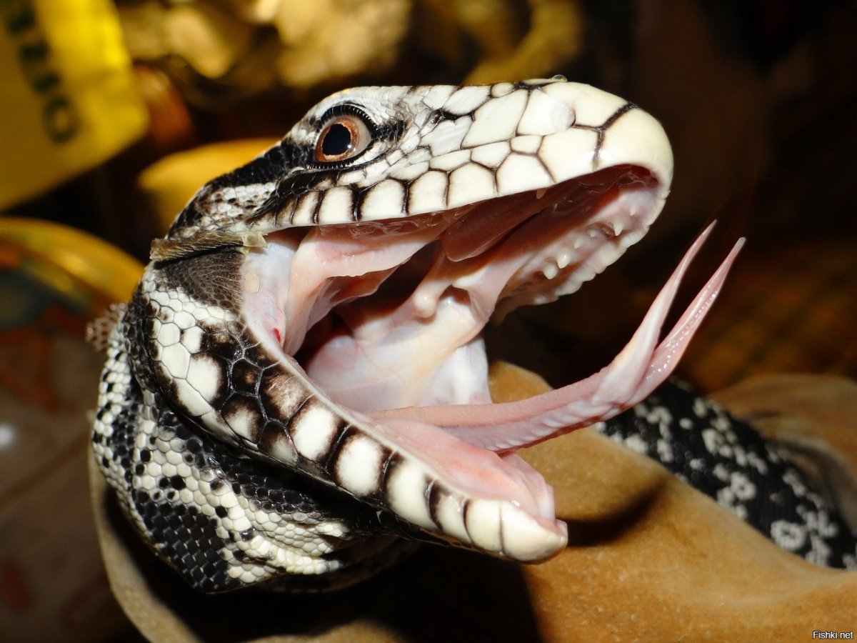 Аргентинский тегу зубы